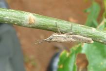 FPM-Nursery-Minor pests-Grass hopper-1